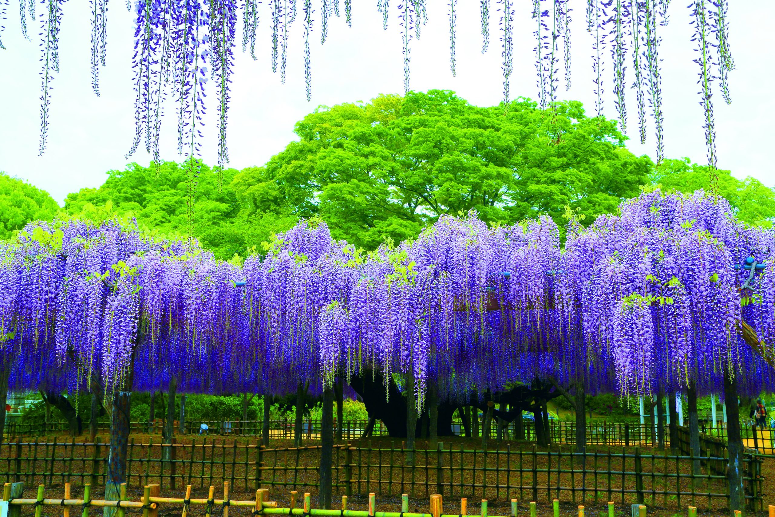 Great Wisteria of Tamashiki Park