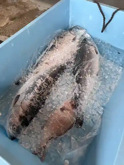株式会社 磯屋水産