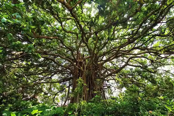 Tekutsuku Giant Banyan