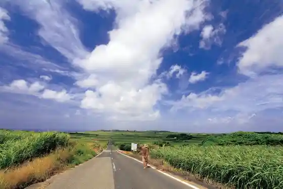 Straight Road Through Sugarcane Fields