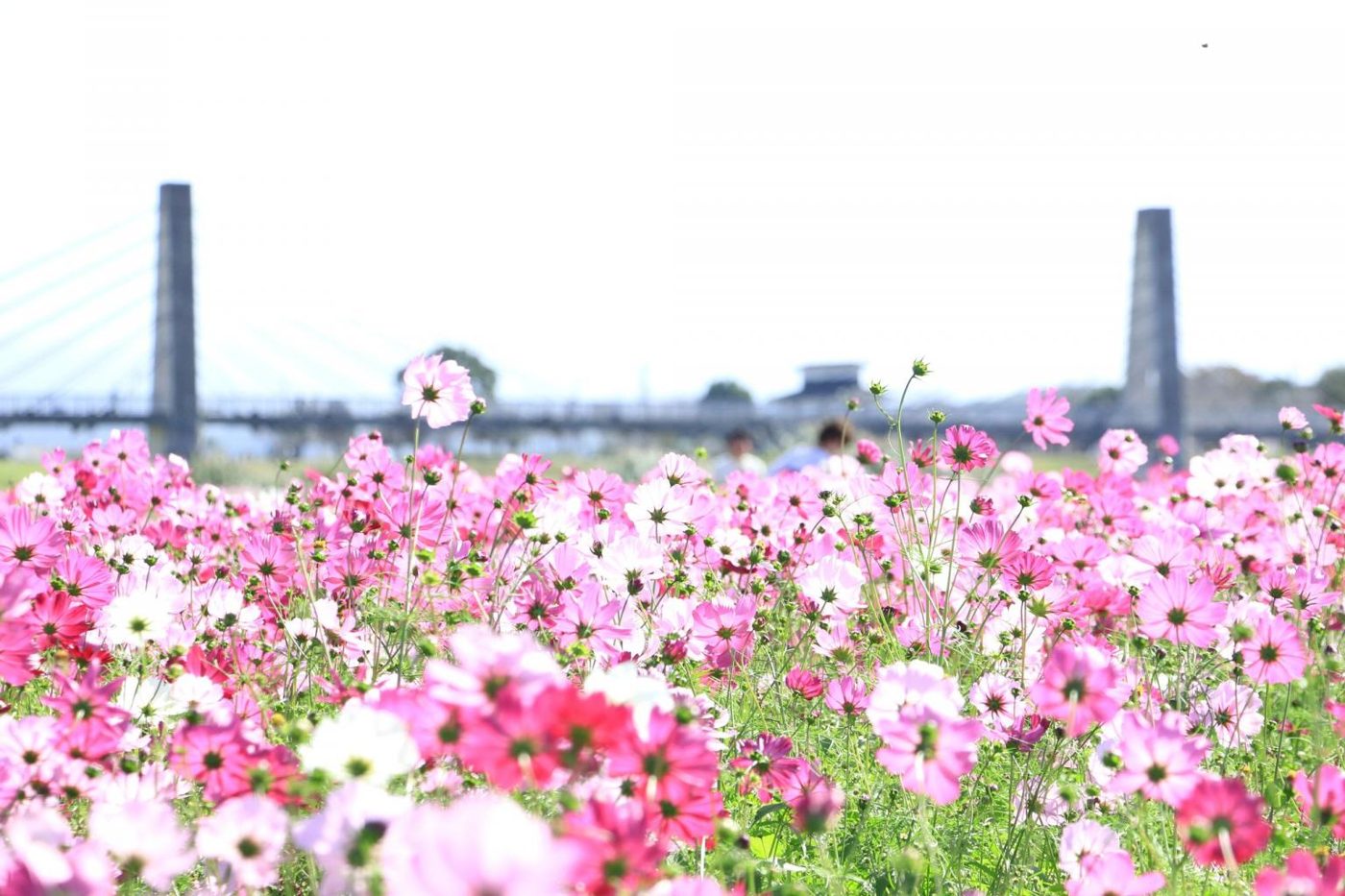 Shichijo Cosmo Bridge Area