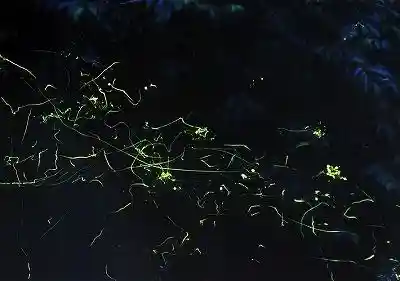 Nishitomida Firefly Village