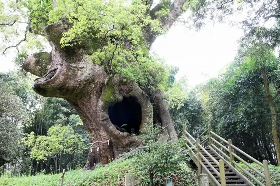 Tsukazaki Camphor Tree