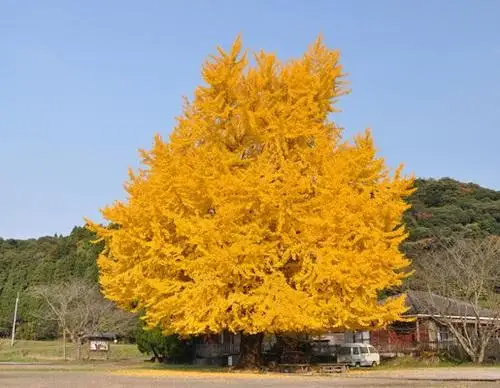 Honjo no Oicho