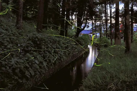 Fireflies at Shijukusho Shrine