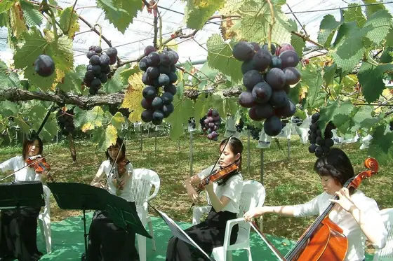 Classic Grape Hamada Farm
