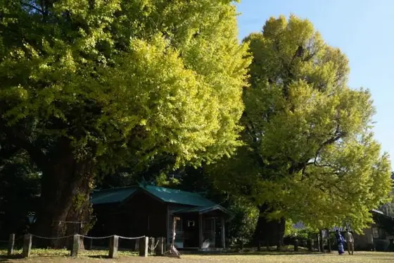 Miyaura Shrine (Fukuyama Married Ginkgo Trees)