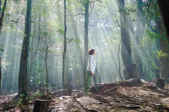 Forest Therapy Road