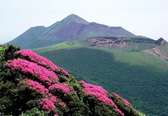 Miyama-kirishima Bloom