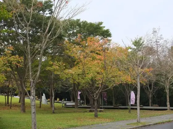 Miyama Concert Area