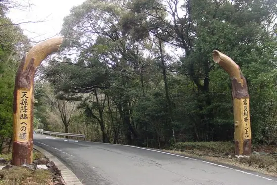 Tree Tunnel along Prefectural Road 480