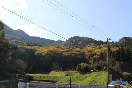 Yokogawa Zelkova