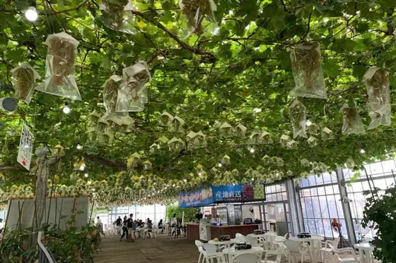 Kirishima Sakura Fruit Land