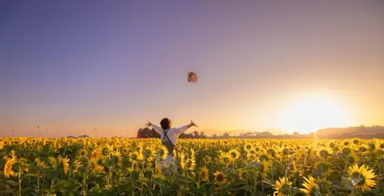 Sunflower and Cosmos Fields in Front of Jusanzukabaru Historic Site Park