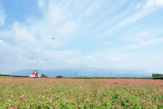 Ryohoku Fureai Farm Red Buckwheat
