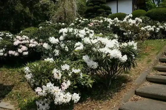 Naritasan Akagi Temple (Rhododendrons)