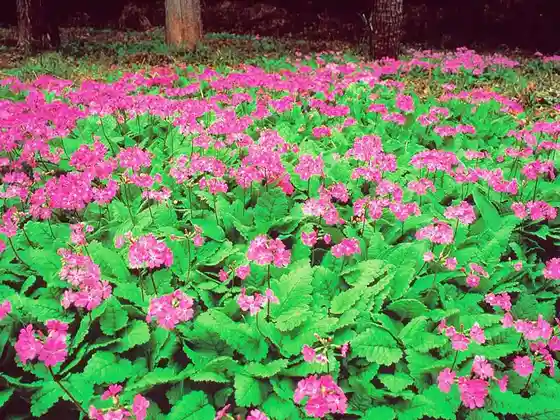 Niisato Primrose Colony