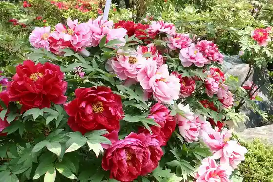 Ryushinji Temple (Peonies)
