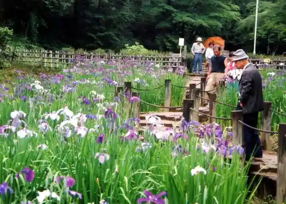 Azuma Park (Hana Shobu)