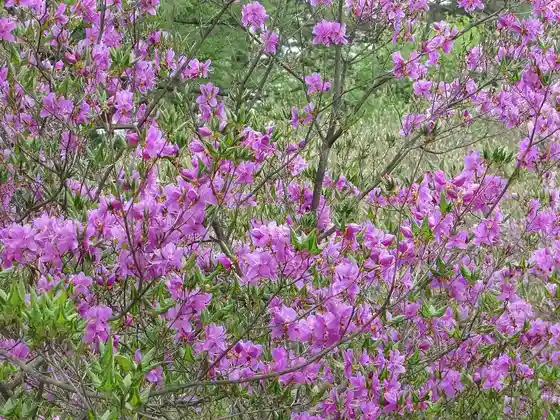 Hanamigahara Forest Park