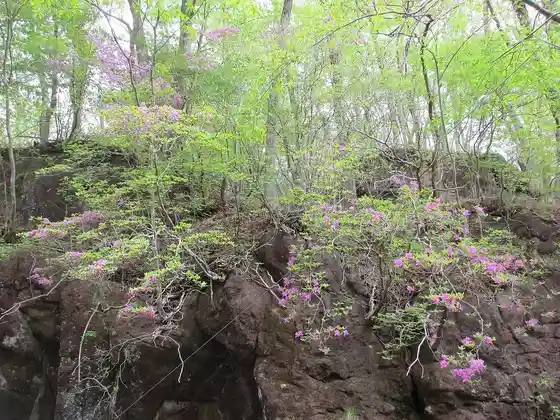 Rihei Chaya Forest Park