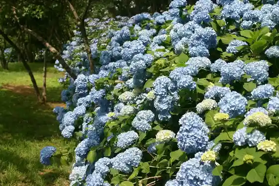 Yamagami Castle Ruins Park (Hydrangeas)