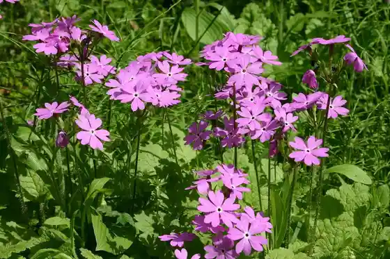 Primrose Friendship Park