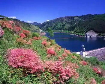 Yanagisawa One Park no Tsutsuji
