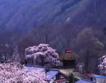 Ta no Ue Kannon Do no Shidare Sakura