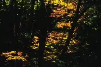 Mizukisawa Natural Forest