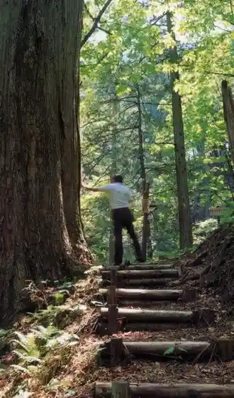 Giant Sawara Cypress of Mizukisawa Natural Forest