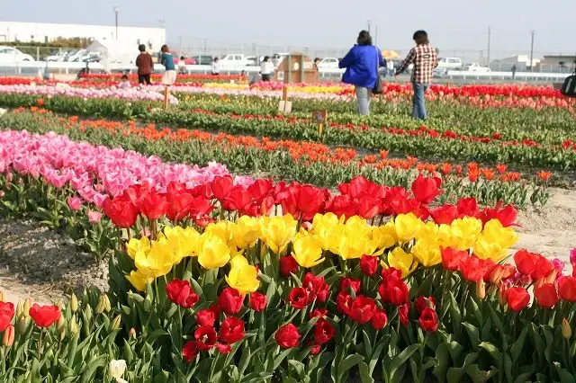Kitajima Tulip Park, Kitajima Town