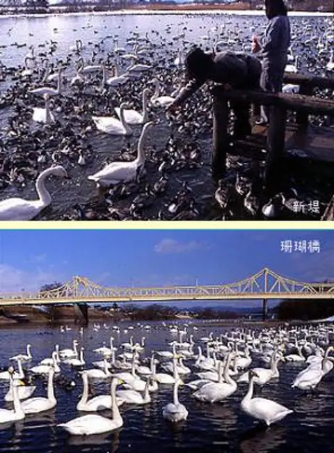 Swan Wintering Site (Shinzutsumi / Sango Bridge)
