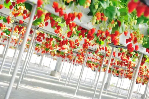Kitakami Strawberry Farm
