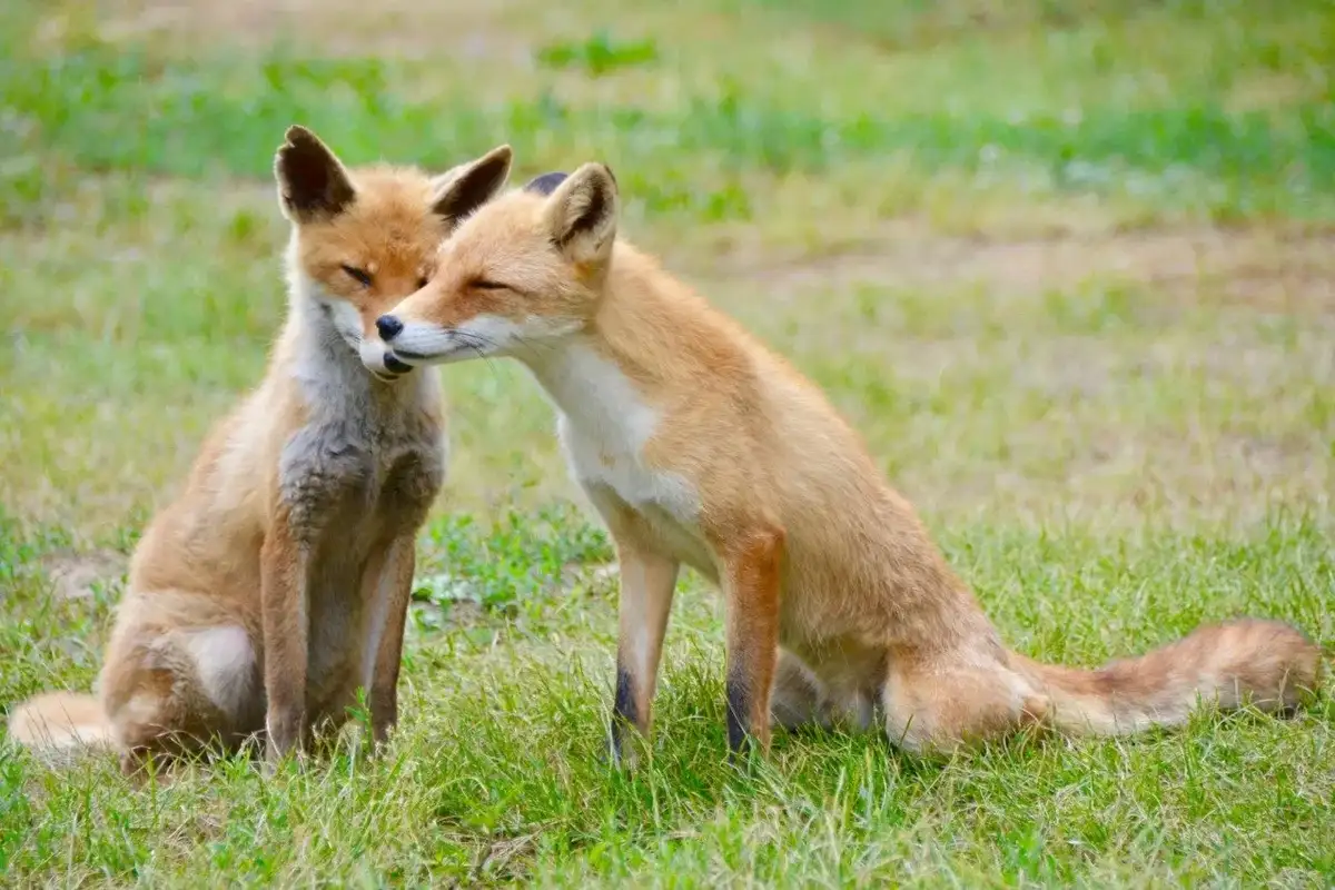 Kita Kitsune Ranch