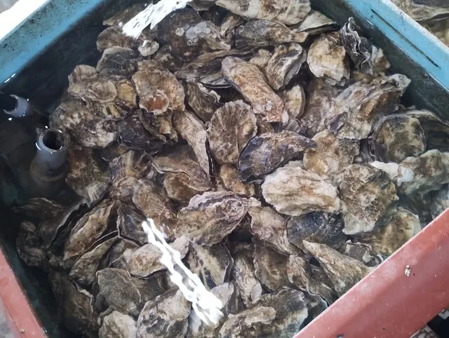 魚市魚座