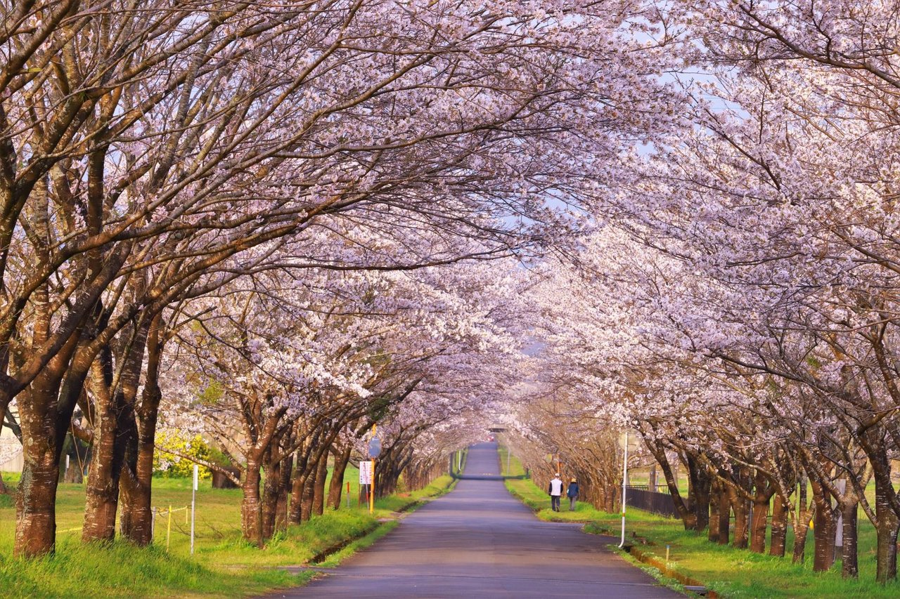 Makiba Cherry Blossoms