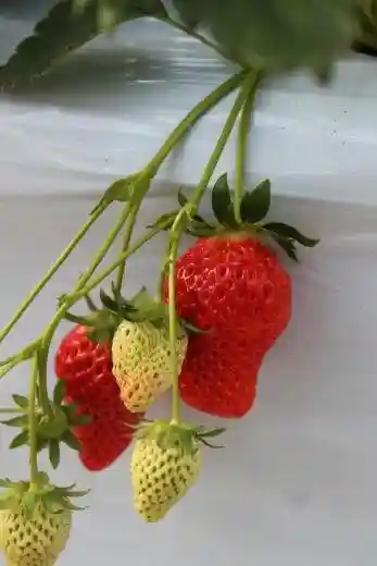 Ichigo Kan Kubota