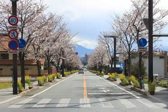 Cherry Blossoms around Takeda Shrine