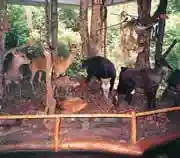 Takeda-no-Mori Recreation Forest Wildlife Center