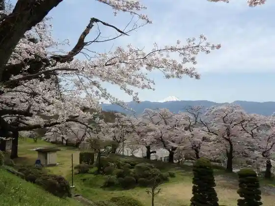 Nakaku Haisui Ba Cherry Blossoms