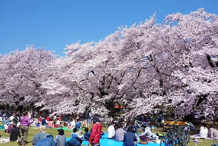 Koganei Park