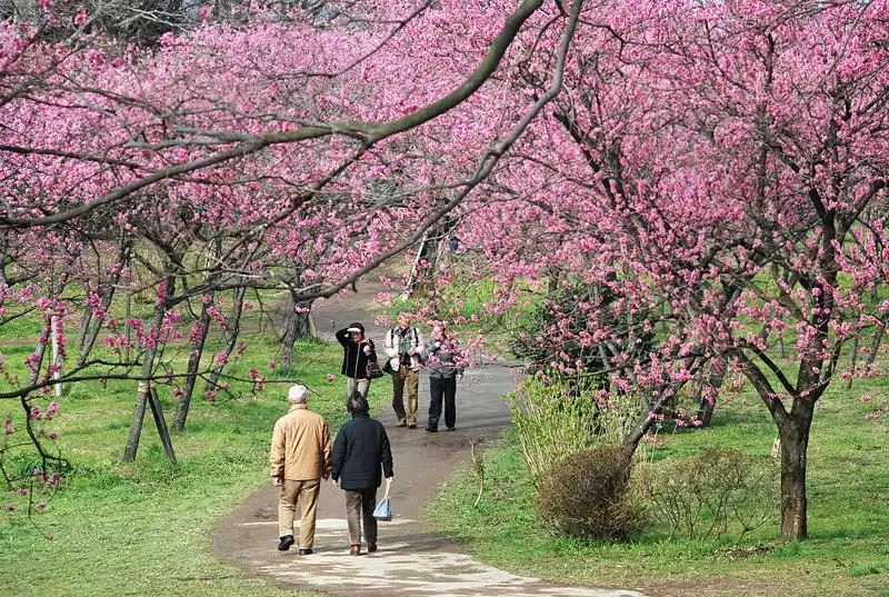Kogashi Kubo Park (Kogashi General Park)