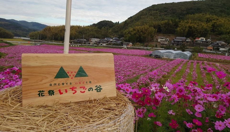 Hanamatsuri Ichigo no Tani