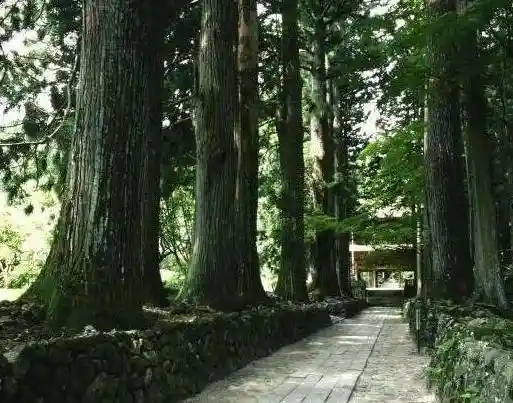 Kozenji Cedar Avenue