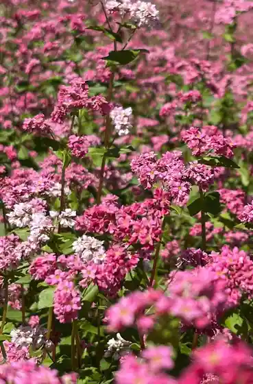 Ruby Village Exterior Garden
