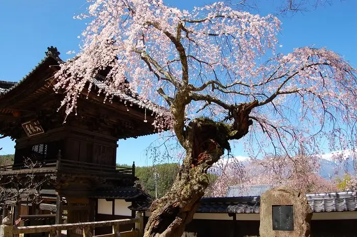 Weeping Cherry at Zozeji Temple