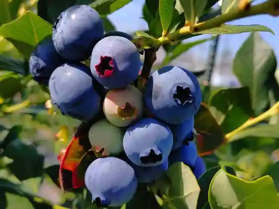 Blueberry Park Komaki