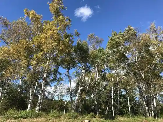 Matsubarako Highlands no Shirakaba Namiki