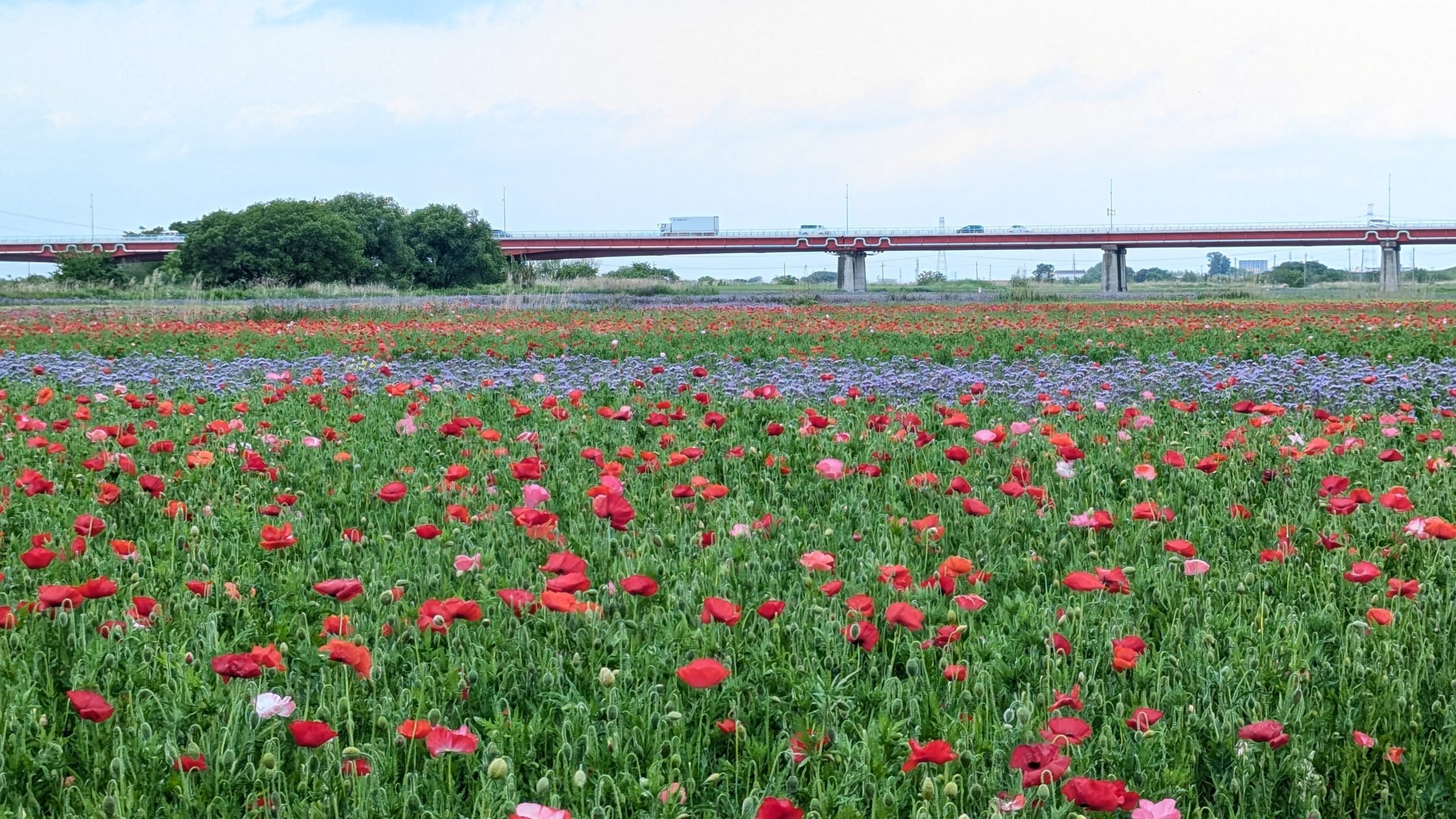 Poppy Happy Square